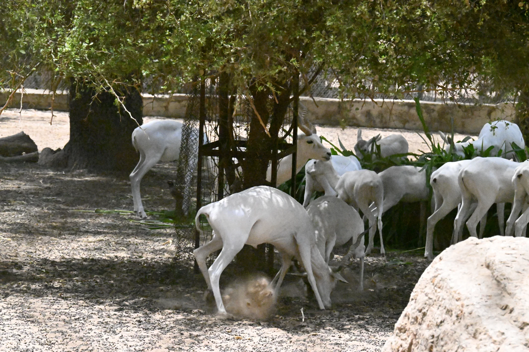 Beta-Rajasthan and Gujarat – India 2025