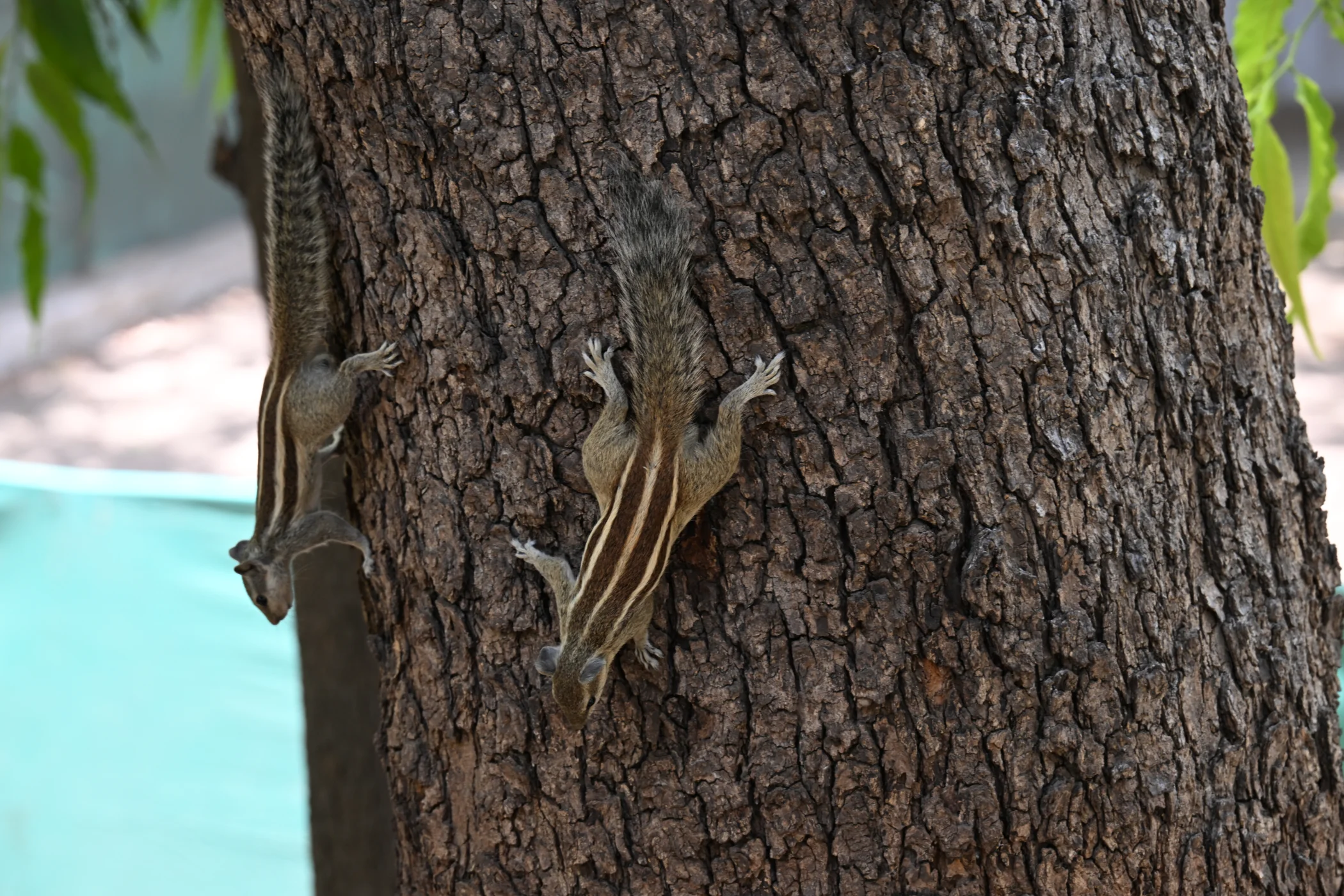 Beta-Rajasthan and Gujarat – India 2025